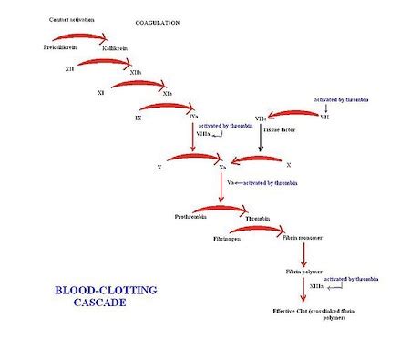 ptt medical abbreviation|pt vs ptt pathway.